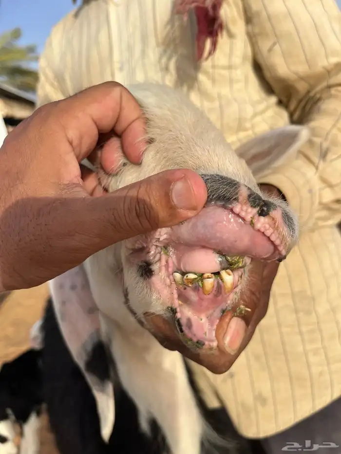 شياه نجد فاخره مواليد ودفيع 7