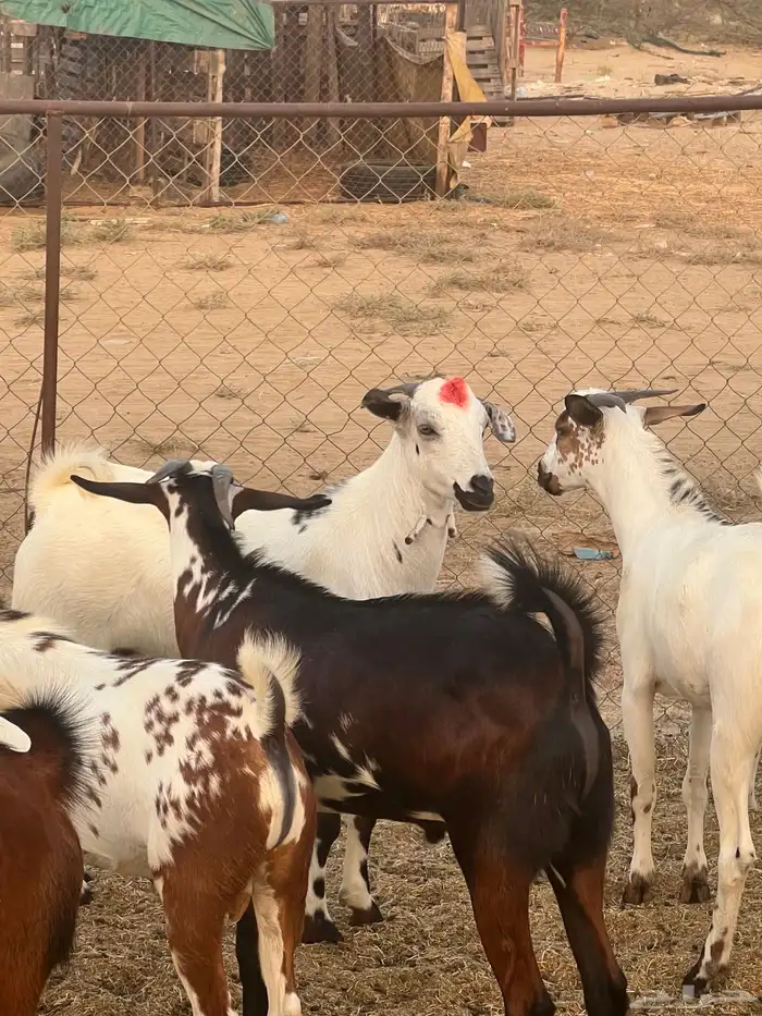 تيوس ذبايح للبيع ( تم البيع) 8