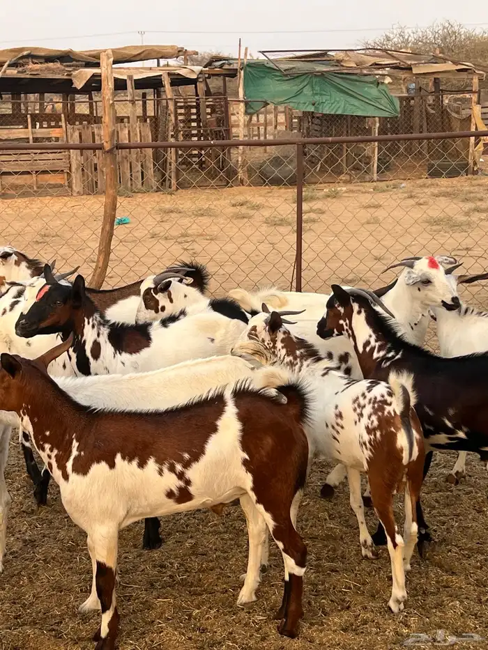 تيوس ذبايح للبيع ( تم البيع) 0