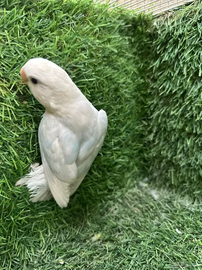 روز 0