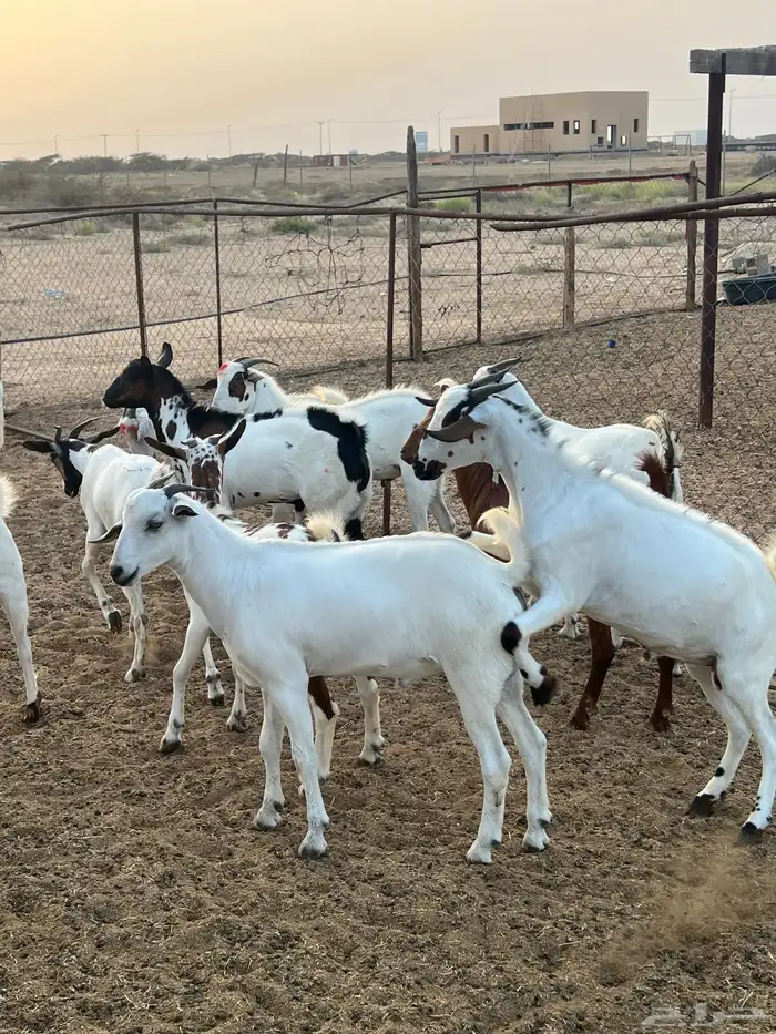 تيوس ذبايح للبيع ( تم البيع) 12