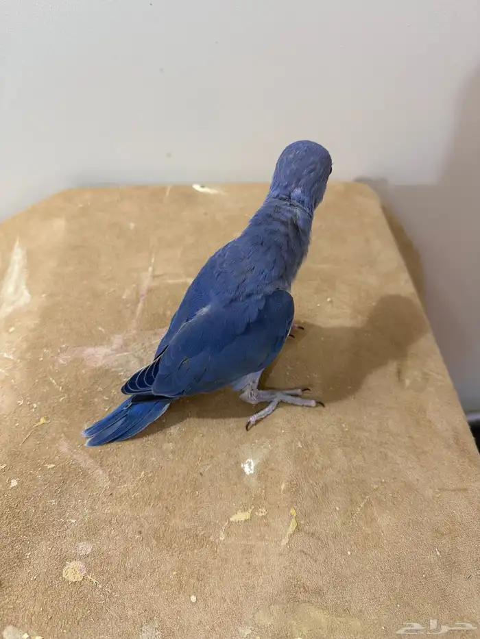 فرخ دره ( فايلوت )تم البيع 7