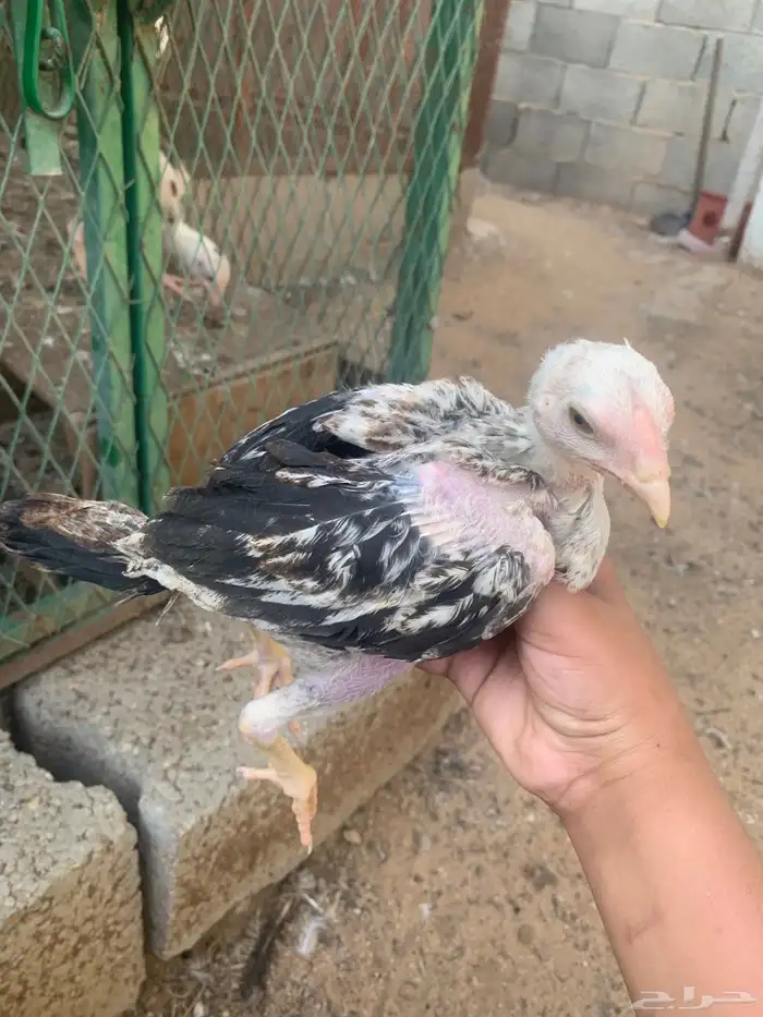 صوص باكستاني تم البيع 2