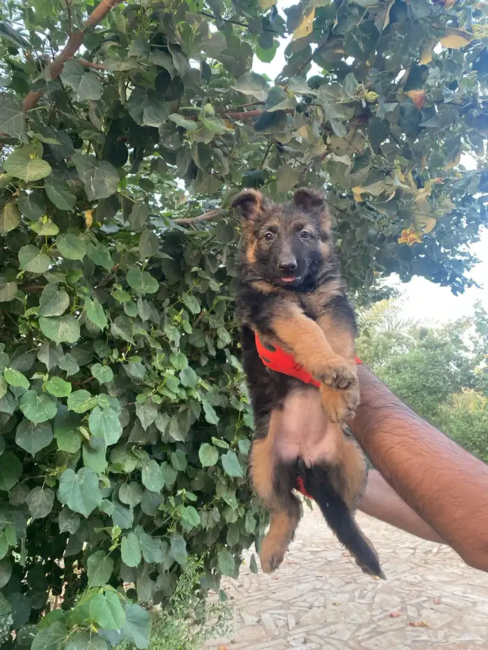 جيرمن شيبرد تم البيع 5