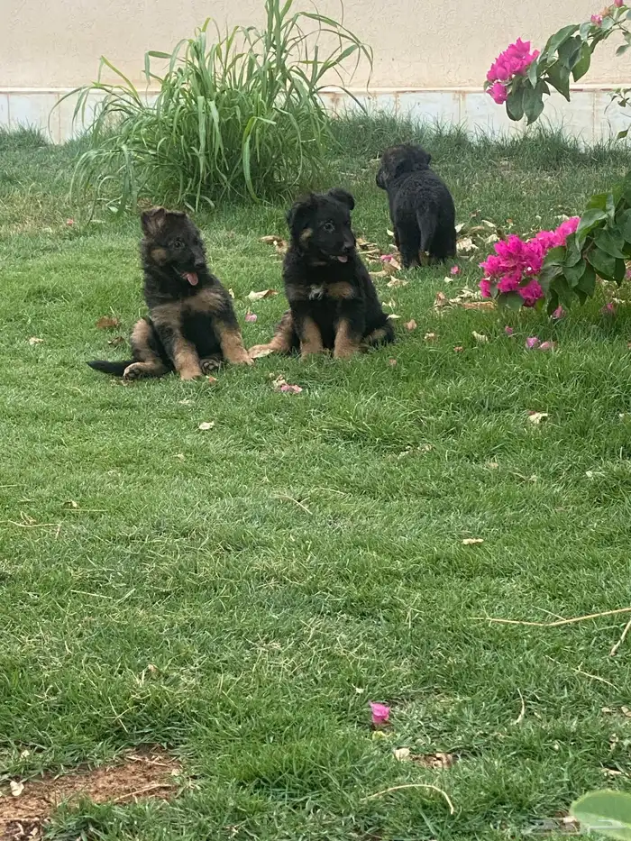 جيرمن شيبرد تم البيع 0