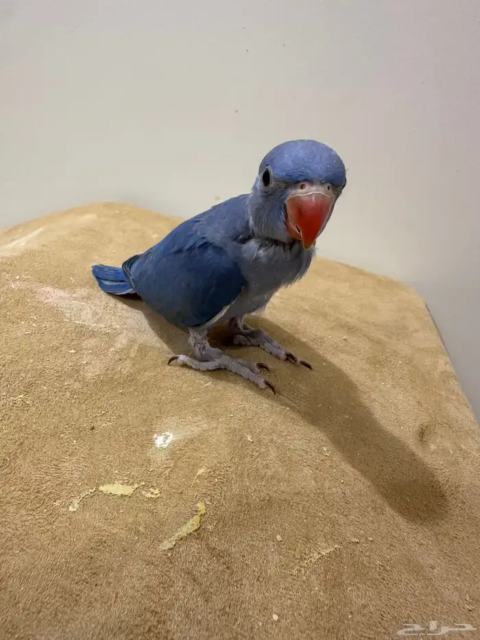 فرخ دره ( فايلوت )تم البيع 8