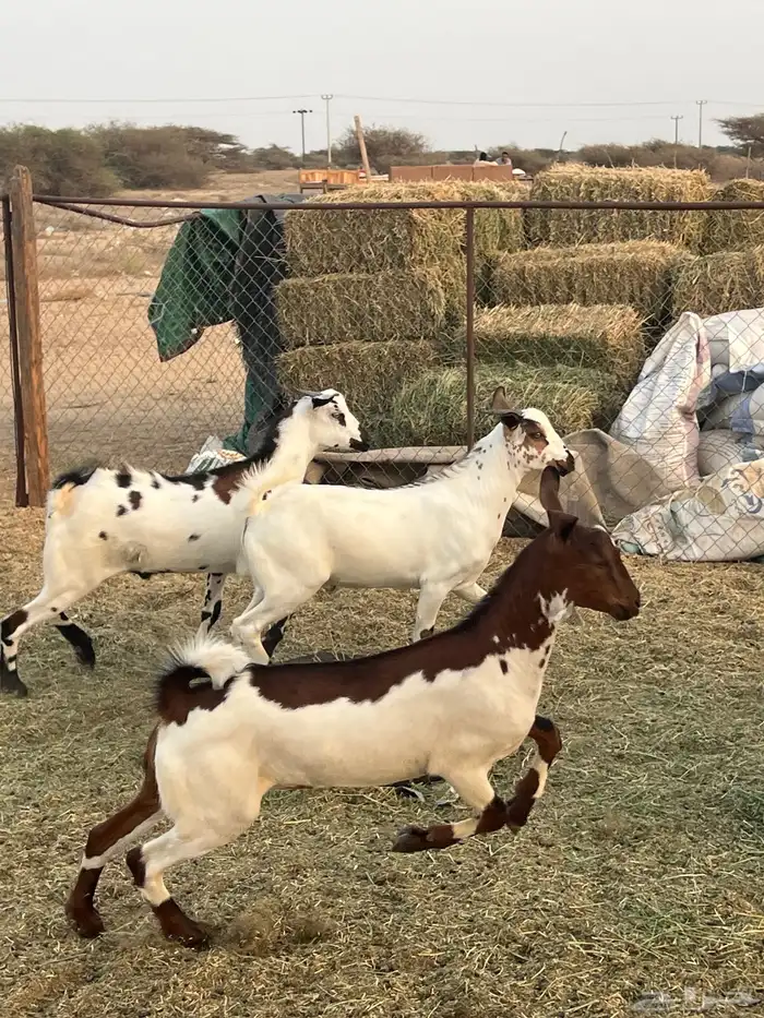 تيوس ذبايح للبيع ( تم البيع) 9