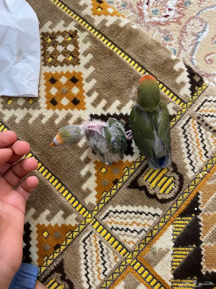 فروخ روز للبيع (تم البيعع) 0