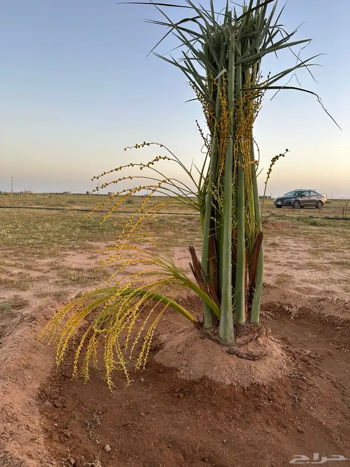 نخل خضري مع التوصيل للموقع والغرس 0