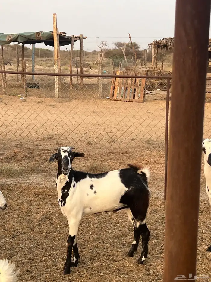 تيوس ذبايح للبيع ( تم البيع) 15