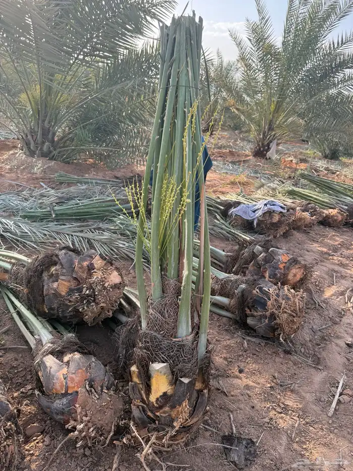 نخل مثمر للبيع 2