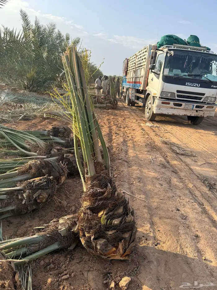 نخل مثمر للبيع 3