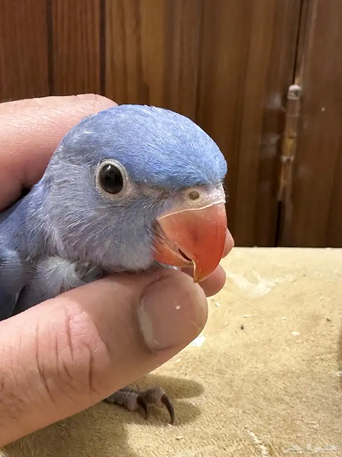 فرخ دره ( فايلوت )تم البيع 3