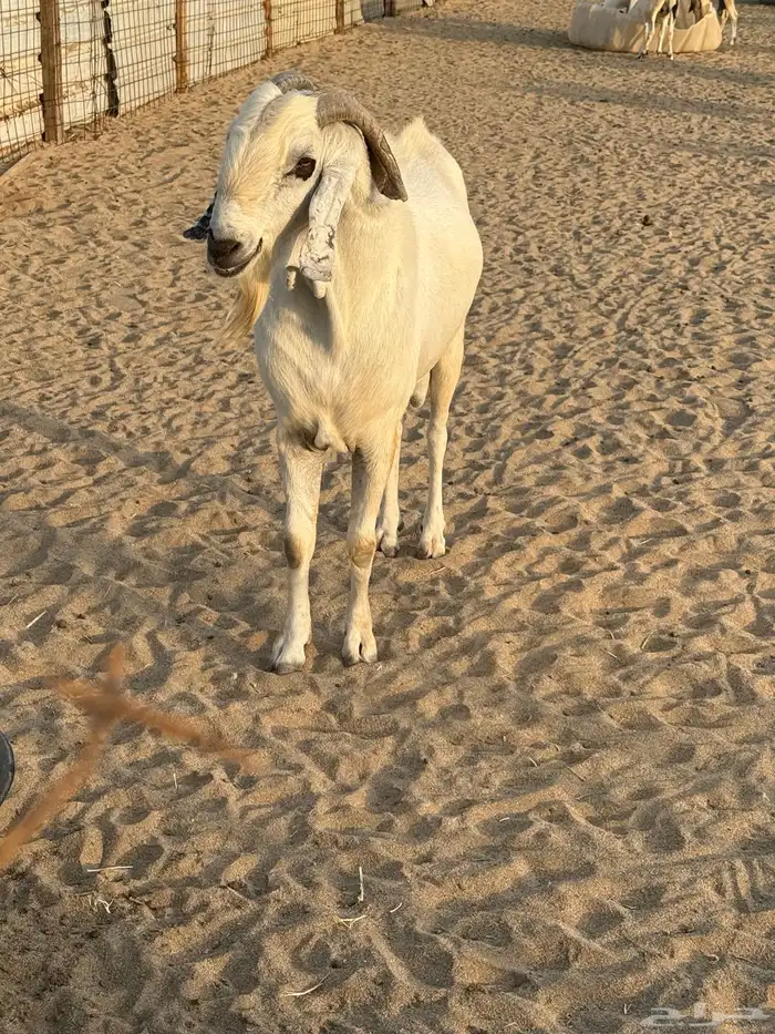 سكرب (تيس بيشي جامع حاروانتاجه موجود) 13
