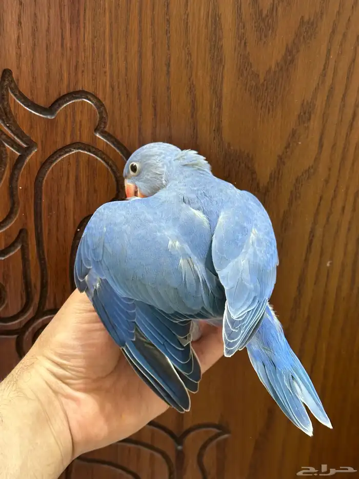 فرخ دره ( فايلوت )تم البيع 4