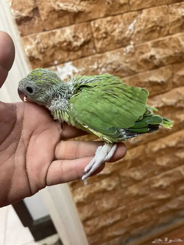 فروخ دره هندي حجم سوبر جامبو 2