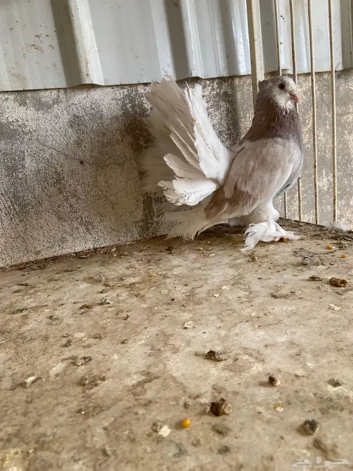 ذكر امريكي 3
