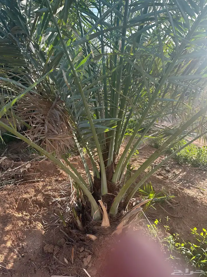 نخل خضري مع التوصيل للموقع والغرس 1