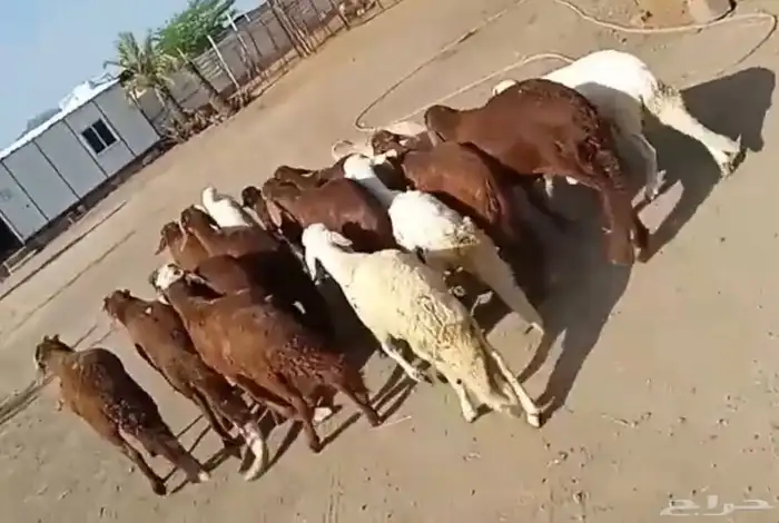 طليان حري وسواكني مرابي جذعان 6