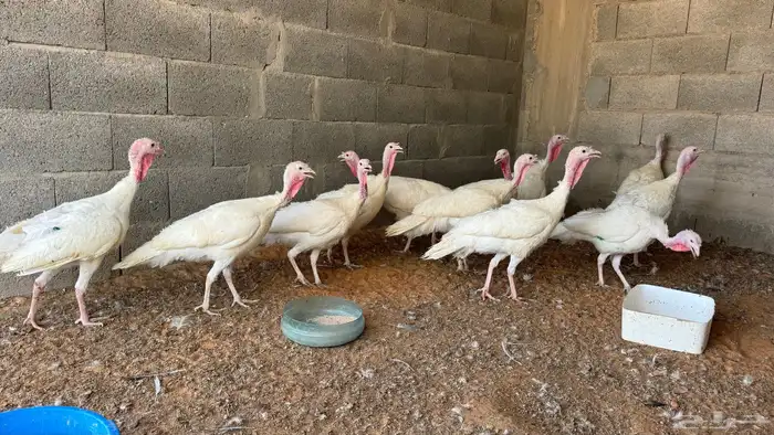 دجاج رومي بياض 0