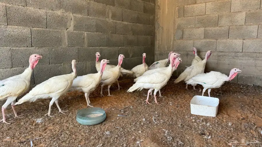 دجاج رومي بياض 1
