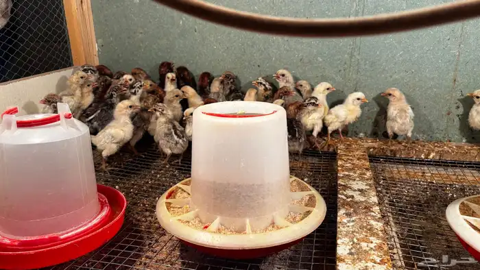 صوص فيومي المنيوم وفيومي شبابي. 0