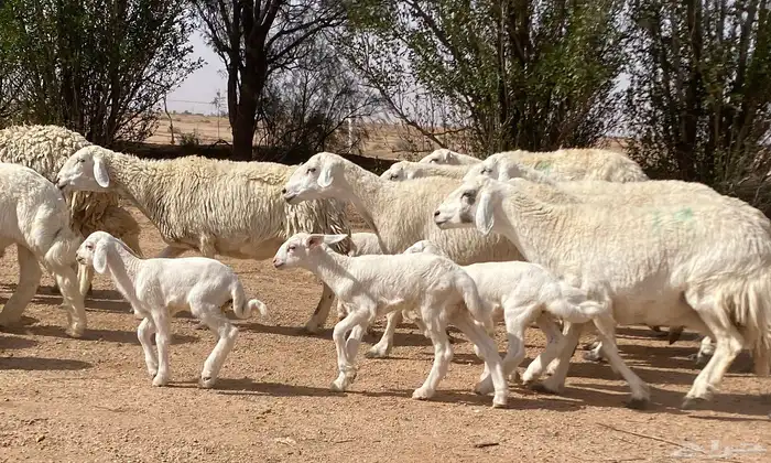 حريات صنف ولد منوة ألقاني(تم البيع) 2