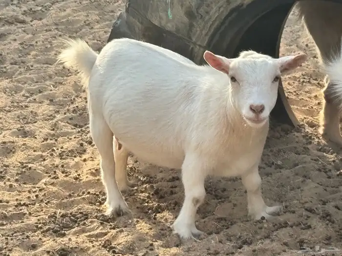 ماعز قزم ماشاءالله امريكى ومكس ونعام 9