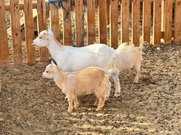 ماعز قزم ماشاءالله امريكى ومكس ونعام 8