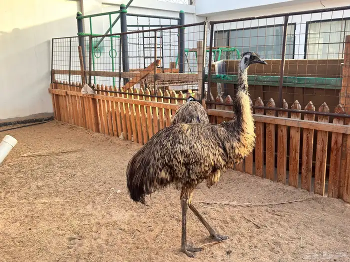 ماعز قزم ماشاءالله امريكى ومكس ونعام 16