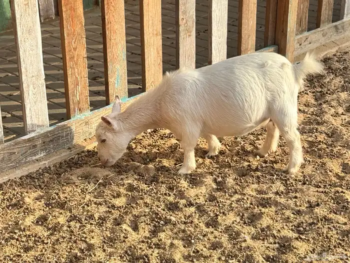 ماعز قزم ماشاءالله امريكى ومكس ونعام 10