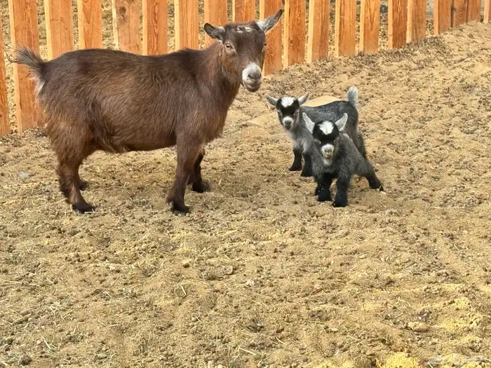 ماعز قزم ماشاءالله امريكى ومكس ونعام 2