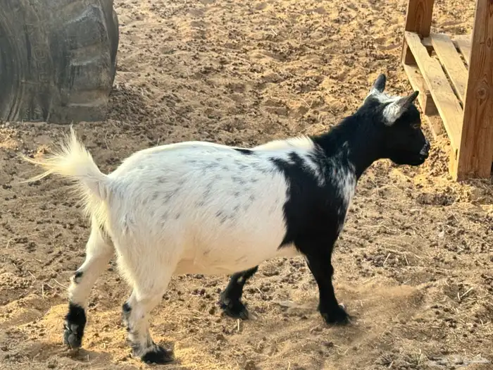 ماعز قزم ماشاءالله امريكى ومكس ونعام 7