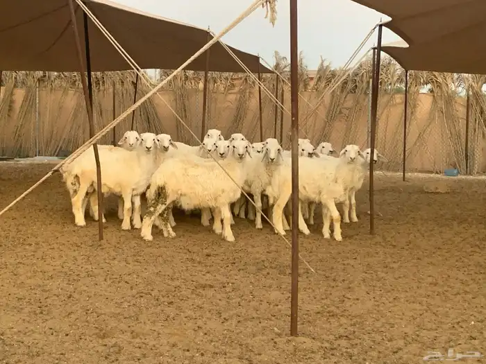 تم البيع اضاحي حريات 4