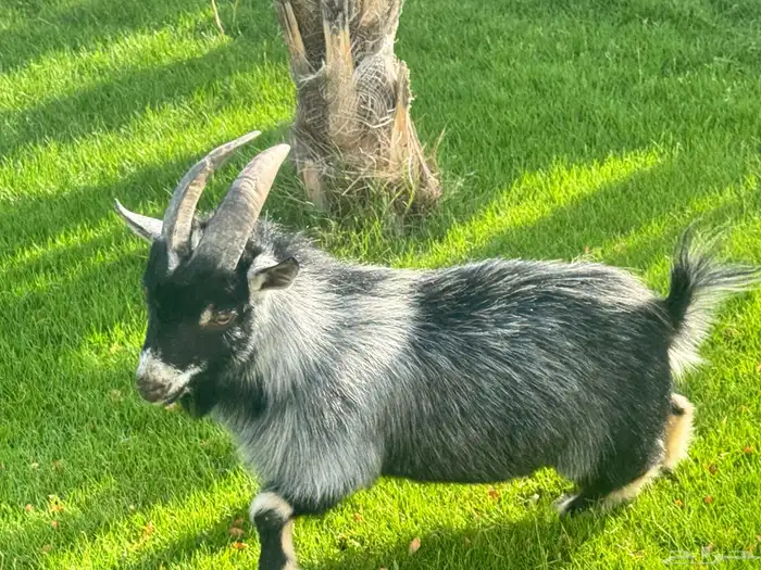 ماعز قزم ماشاءالله امريكى ومكس ونعام 31