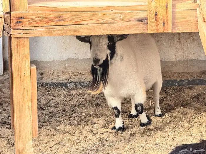 ماعز قزم ماشاءالله امريكى ومكس ونعام 5