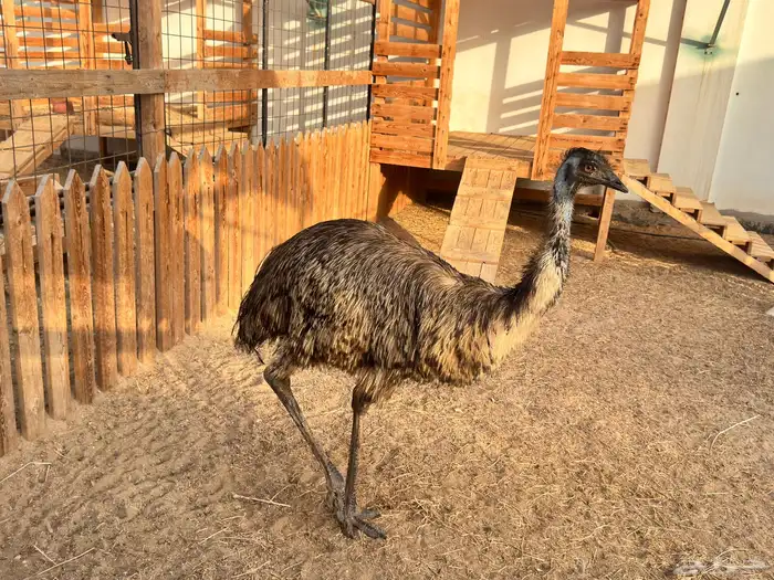 ماعز قزم ماشاءالله امريكى ومكس ونعام 17