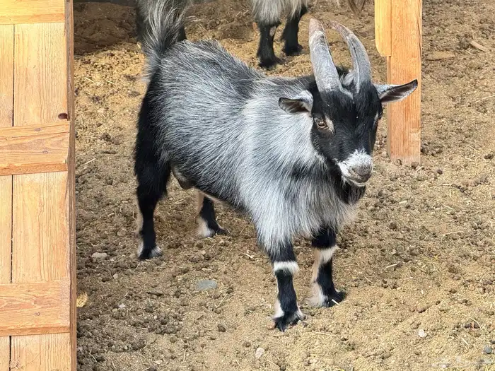 ماعز قزم ماشاءالله امريكى ومكس ونعام 3