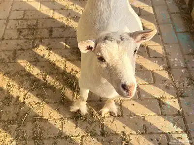 ماعز قزم ماشاءالله امريكى ومكس ونعام 11
