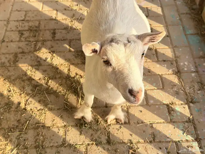 ماعز قزم ماشاءالله امريكى ومكس ونعام 11