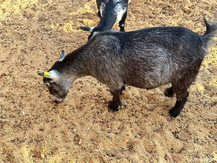 ماعز قزم ماشاءالله امريكى ومكس ونعام 13