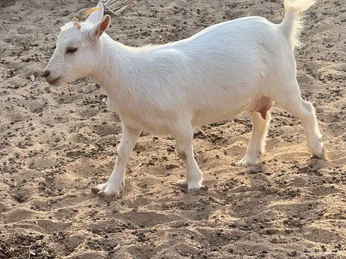 ماعز قزم ماشاءالله امريكى ومكس ونعام 18