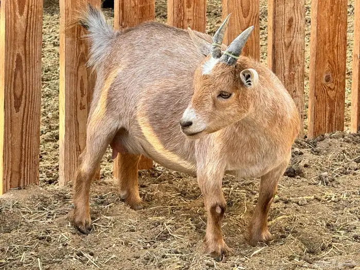 ماعز قزم ماشاءالله امريكى ومكس ونعام 6