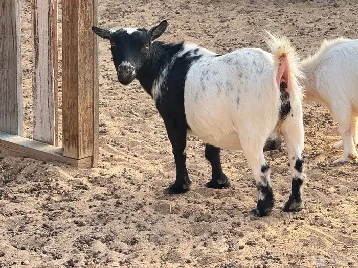 ماعز قزم ماشاءالله امريكى ومكس ونعام 19