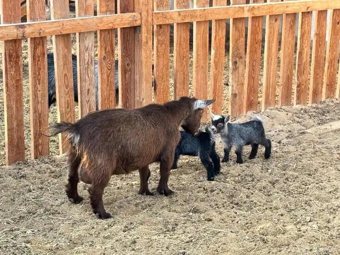 ماعز قزم ماشاءالله امريكى ومكس ونعام 0