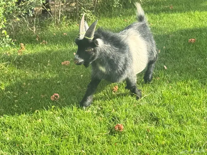 ماعز قزم ماشاءالله امريكى ومكس ونعام 29