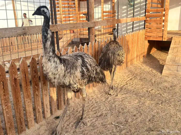 ماعز قزم ماشاءالله امريكى ومكس ونعام 14