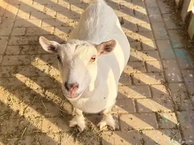ماعز قزم ماشاءالله امريكى ومكس ونعام 12