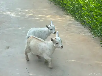 ماعز قزم ماشاءالله امريكى ومكس ونعام 21