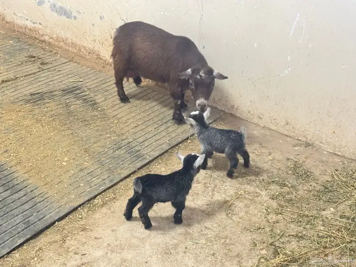 ماعز قزم ماشاءالله امريكى ومكس ونعام 20